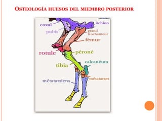 OSTEOLOGÍA HUESOS DEL MIEMBRO POSTERIOR
 