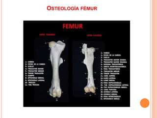 OSTEOLOGÍA FÉMUR
 