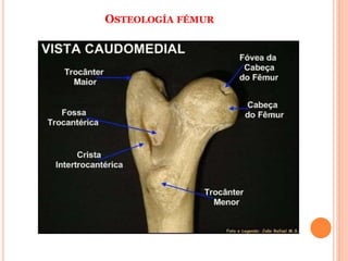 OSTEOLOGÍA FÉMUR
 