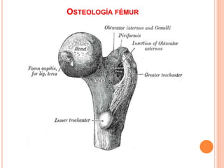 OSTEOLOGÍA FÉMUR
 
