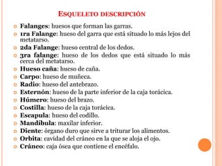 ESQUELETO DESCRIPCIÓN
 Falanges: huesos que forman las garras.
 1ra Falange: hueso del garra que está situado lo más lejos del
metatarso.
 2da Falange: hueso central de los dedos.
 3ra falange: hueso de los dedos que está situado lo más
cerca del metatarso.
 Hueso caña: hueso de caña.
 Carpo: hueso de muñeca.
 Radio: hueso del antebrazo.
 Esternón: hueso de la parte inferior de la caja torácica.
 Húmero: hueso del brazo.
 Costilla: hueso de la caja torácica.
 Escapula: hueso del codillo.
 Mandíbula: maxilar inferior.
 Diente: órgano duro que sirve a triturar los alimentos.
 Orbita: cavidad del cráneo en la que se aloja el ojo.
 Cráneo: caja ósea que contiene el encéfalo.
 
