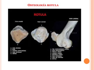 OSTEOLOGÍA ROTULA
 