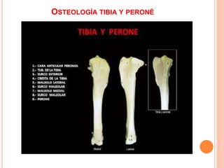 OSTEOLOGÍA TIBIA Y PERONÉ
 