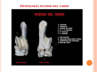 OSTEOLOGÍA HUESOS DEL TARSO
 