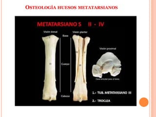 OSTEOLOGÍA HUESOS METATARSIANOS
 