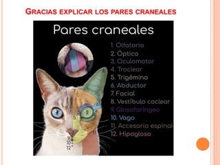 GRACIAS EXPLICAR LOS PARES CRANEALES
 