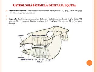 OSTEOLOGÍA FÓRMULA DENTARIA EQUINA
 Primera dentición: dientes deciduos, de leche o temporales: 2 (I 3/3, C 0/0, PM 3/3)
= 24 dientes, para ambos sexos.

 Segunda dentición: permanentes, de hueso o definitivos: machos: 2 (I 3/3, C 1/1, PM
3-4/3-4, M 3/3) = 40-44 dientes; hembras: 2 (I 3/3, C 0/0, PM 3-4/3-4, M 3/3) = 36-44
dientes.
 
