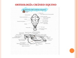 OSTEOLOGÍA CRÁNEO EQUINO
 
