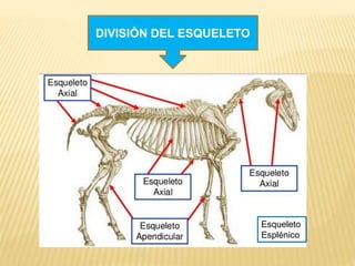 Osteologia animal