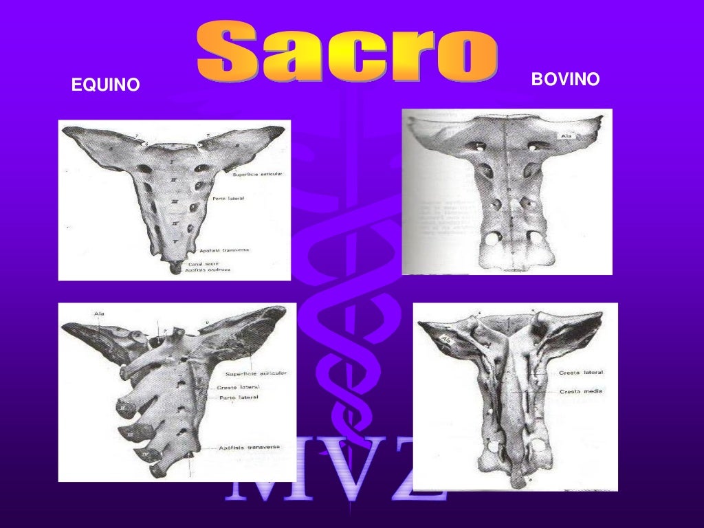 Osteologia comparada bovino equino