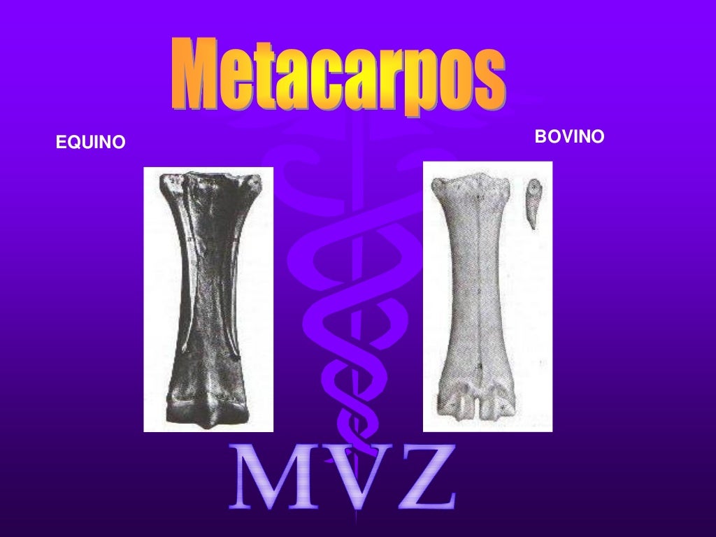 Osteologia comparada bovino equino