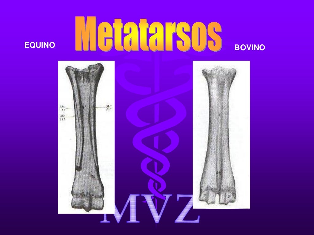 Osteologia comparada bovino equino