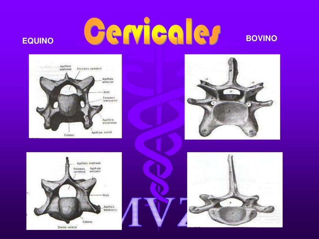 Osteologia comparada bovino equino