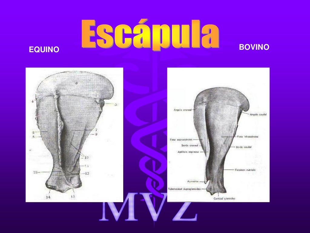 Osteologia comparada bovino equino