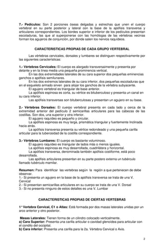 7.- Pedículos: Son 2 porciones óseas delgadas y estrechas que unen el cuerpo
vertebral en su parte posterior y lateral con la base de la apófisis transversa y
articulares correspondientes. Los bordes superior e inferior de los pedículos presentan
escotaduras, las que al superponerse con las homólogas de las vértebras vecinas
forman los agujeros de conjunción, por donde salen los nervios raquídeos.


           CARACTERISTICAS PROPIAS DE CADA GRUPO VERTEBRAL

       Las vértebras cervicales, dorsales y lumbares se distinguen respectivamente por
las siguientes características:

1.- Vértebras Cervicales: El cuerpo es alargado transversaimente y presenta por
delante y en la línea media una pequeña prominencia vertical.
       En las dos extremidades laterales de su cara superior dos pequeñas eminencias
ganchos o apófisis semilunares.
       En los dos extremos laterales de su cara inferior, dos pequeñas escotaduras que
en el esqueleto armado sirven para alojar los ganchos de la vértebra subyacente.
       El agujero vertebral es triangular de base anterior.
       La apófisis espinosa es corta, su vértice es bituberculoso y presenta un canal en
su cara inferior.
       Las apófisis transversas son bituberculosas y presentan un agujero en su base.

2.- Vértebras Dorsales: El cuerpo vertebral presenta en cada lado y cerca de la
extremidad anterior del pedículo 2 semicarillas articulares para las cabezas de las
costillas. Son dos, una superior y otra inferior.
        El agujero raquídeo es pequeño y circular.
        La apófisis espinosa es muy larga, prismática triangular y fuertemente Inclinada
hacia atrás.
        La apófisis transversa presenta su vértice redondeado y una pequeña carilla
articular para la tuberosidad de la costilla correspondiente.

3.- Vértebras Lumbares: El cuerpo es bastante voluminoso.
       El agujero raquídeo es triangular de lados más o menos iguales.
       La apófisis espinosa es muy desarrollada, cuadrilátera y horizontal.
       La apófisis transversa, denominada también apófisis costiforme, está poco
desarrollada.
       Las apófisis articulares presentan en su parte postero externa un tubérculo
llamado tubérculo mamilar.

Resumen: Para identificar las vertebras según la región a que pertenecen de debe
observar.
1.- Si presenta un agujero en la base de la apófisis transversa se trata de una V.
Cervical
2.- Si presentan semicarillas articulares en su cuerpo se trata de una V. Dorsal
3.- Si no presenta ninguno de estos detalles es una V. Lumbar


             CARACTERISTICAS PROPIAS DE CIERTAS VERTEBRAS

1° Vertebra Cervical, C1 o Atlas: Está formada por dos masas laterales unidas por un
arco anterior y otro posterior.

 Masas Laterales: Tienen forma de un cilindro colocado verticalmente.
a) Cara Superior: Presenta una carilla articular o cavidad glenoídea para articular con
el condilo del occipital.
b) Cara inferior: Presenta una carilla para la 2a. Vértebra Cervical o Axis.

                                                                                          2
 