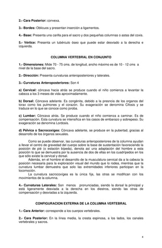 2.- Cara Posterior: convexa.

3.- Bordes: Oblicuos y presentan inserción a ligamentos.

4.- Base: Presenta una carilla para el sacro y dos pequeñas columnas o astas del coxis.

5.- Vértice: Presenta un tubérculo óseo que puede estar desviado a la derecha e
izquierda.


                      COLUMNA VERTEBRAL EN CONJUNTO

1.- Dimensiones: Mide 70 - 75 cms. de longitud, ancho máximo es de 10 - 12 cms a
nivel de la base del sacro.

2.- Dirección: Presenta curvaturas anteroposteriores y laterales.

3.- Curvaturas Anteroposteriores: Son 4

a) Cervical: cóncava hacia atrás se produce cuando el niño comienza a levantar la
cabeza a los 3 meses de vida aproximadamente.

b) Dorsal: Cóncava adelante. Es congénita, debido a la presncia de los organos del
torax como los pulmones y el corazón. Su exageración se denomina Cifosis y se
traduce en lo que se conoce como joroba.

c) Lumbar: Cóncava atrás. Se produce cuando el niño comienza a caminar. Es de
compensación. Esta curvatura se intensifica en los casos de embarazo y sobrepeso. Su
exageración se denomina Lordosis.

d) Pélvica o Sacrocoxigea: Cóncava adelante, se produce en la pubertad, gracias al
desarrollo de los órganos sexuales.

       Como se puede observar, las curvaturas anteroposteriores de la columna ayudan
a llevar el centro de gravedad del cuerpo sobre la base de sustentación favoreciendo la
posición de pié (o estación bípeda), denota así una adaptación del hombre a esta
posición lo que se demuestra por la ausencia de dos de ellas en los cuadrípedos en los
que sólo existe la cervical y dorsal.
       Además, en el hombre el desarrollo de la musculatura cervical da a la cabeza la
posición necesaria para la exploración visual del mundo que lo rodea, mientras que la
curvatura lumbar demuestra que solo las extremidades inferiores participan en la
locomoción.
       La curvatura sacrocoxígea es la única fija, las otras se modifican con los
movimientos de la columna.

4.- Curvaturas Laterales: Son menos pronunciadas, siendo la dorsal la principal y
está ligeramente desviada a la derecha en los diestros, siendo las otras de
compensación y desviadas a la izquierda.


           CONFIGURACION EXTERNA DE LA COLUMNA VERTEBRAL

1.- Cara Anterior: corresponde a los cuerpos vertebrales.

2.- Cara Posterior: En la línea media, la cresta espinosa, a los lados, los canales
vertebrales y sacros.



                                                                                      4
 