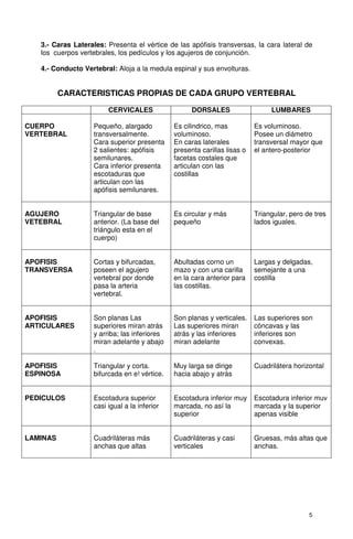 3.- Caras Laterales: Presenta el vértice de las apófisis transversas, la cara lateral de
   los cuerpos vertebrales, los pedículos y los agujeros de conjunción.

   4.- Conducto Vertebral: Aloja a la medula espinal y sus envolturas.


          CARACTERISTICAS PROPIAS DE CADA GRUPO VERTEBRAL

                         CERVICALES                  DORSALES                   LUMBARES

CUERPO              Pequeño, alargado          Es cilindrico, mas          Es voluminoso.
VERTEBRAL           transversalmente.          voluminoso.                 Posee un diámetro
                    Cara superior presenta     En caras laterales          transversal mayor que
                    2 salientes: apófisis      presenta carillas lisas o   el antero-posterior
                    semilunares.               facetas costales que
                    Cara inferior presenta     articulan con las
                    escotaduras que            costillas
                    articulan con las
                    apófisis semilunares.


AGUJERO             Triangular de base         Es circular y más           Triangular, pero de tres
VETEBRAL            anterior. (La base del     pequeño                     lados iguales.
                    triángulo esta en el
                    cuerpo)


APOFISIS            Cortas y bifurcadas,       Abultadas corno un          Largas y delgadas,
TRANSVERSA          poseen el agujero          mazo y con una carilla      semejante a una
                    vertebral por donde        en la cara anterior para    costilla
                    pasa la arteria            las costillas.
                    vertebral.


APOFISIS            Son planas Las             Son planas y verticales.    Las superiores son
ARTICULARES         superiores miran atrás     Las superiores miran        cóncavas y las
                    y arriba; las inferiores   atrás y las inferiores      inferiores son
                    miran adelante y abajo     miran adelante              convexas.
                    .

APOFISIS            Triangular y corta.        Muy larga se dirige         Cuadrilátera horizontal
ESPINOSA            bifurcada en e! vértice.   hacia abajo y atrás


PEDICULOS           Escotadura superior        Escotadura inferior muy     Escotadura inferior muv
                    casi igual a la inferior   marcada, no así la          marcada y la superior
                                               superior                    apenas visible


LAMINAS             Cuadriláteras más          Cuadriláteras y casi        Gruesas, más altas que
                    anchas que altas           verticales                  anchas.




                                                                                             5
 