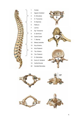 1        Cuerpo

          2        Agujero Vertebral
                                        4    9 1                8
          3        A. Articulares                             6 3
                                                      2
          4        A. Transversa                          7
          5        A. Espinosa                        5
          6        Pedicuro

          7        Lamina

          8        Ag. Transverso
                                                      1
          9        A. Semilunar                          10
          10       Carilla Costal                     2 6
          11       T. Mamilar           4              7 3
          12       Masas Laterales

          13       Arco Anterior
                                                      5
          14       Arco Posterior

          15       Tub. Anterior

          16       Tub. Posterior                         1
          17       A. Odontoides                          6
                                        4              2
          18       Surco A. Vertebral                   7 3
          19       Carilla Articular
                                            11
                                                      5
          20       Cavidad Glenoidea




     15                                          19           17
13
12                 20

18
              14
     16




                                        3
               3




                                                                    6
 