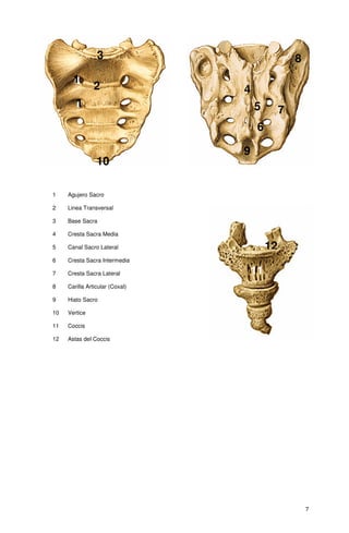 3                                 8
       1
                2                4
        1                            5         7
                                      6

                                 9
                 10

1    Agujero Sacro

2    Linea Transversal

3    Base Sacra

4    Cresta Sacra Media

5    Canal Sacro Lateral                  12
6    Cresta Sacra Intermedia

7    Cresta Sacra Lateral            11
8    Carilla Articular (Coxal)

9    Hiato Sacro

10   Vertice

11   Coccis

12   Astas del Coccis




                                                       7
 