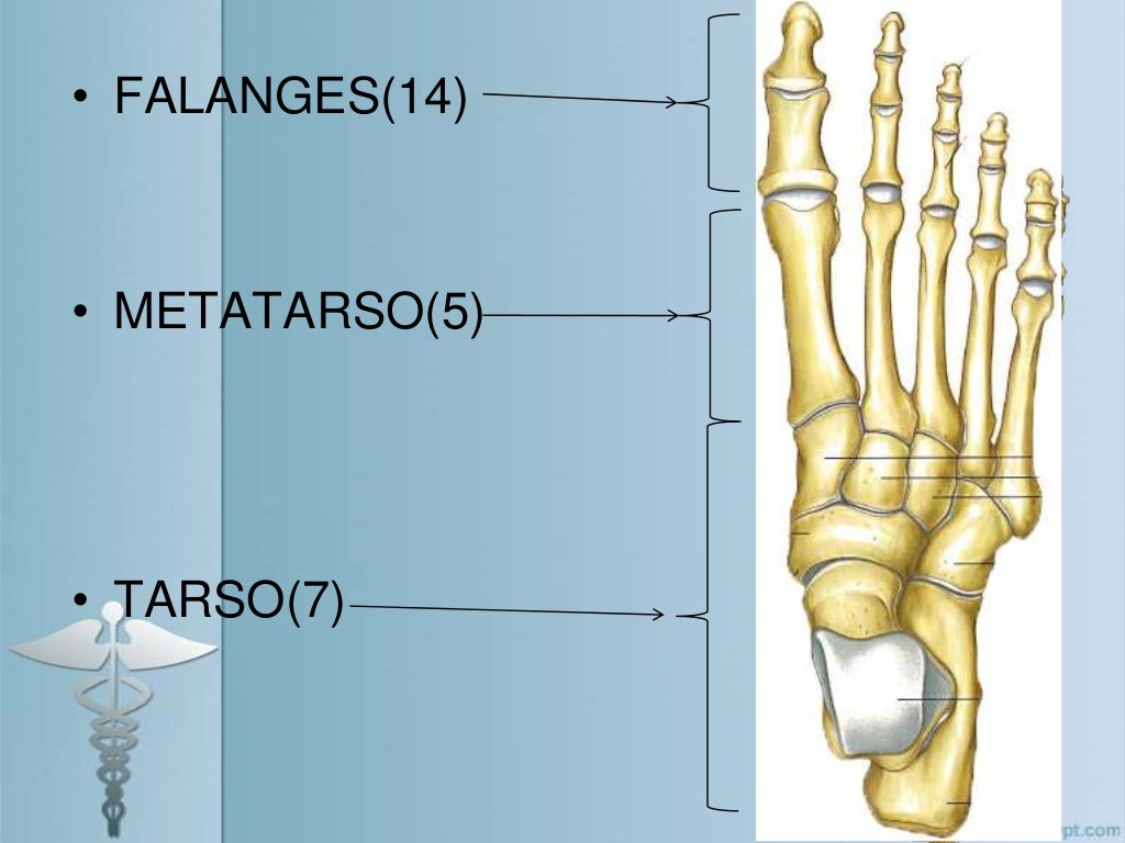 Huesos Del Metatarso
