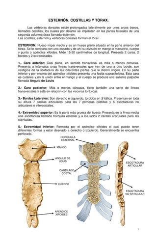 ESTERNÓN, COSTILLAS Y TÓRAX.
      Las vértebras dorsales están prolongadas lateralmente por unos arcos óseos,
llamados costillas, los cuales por delante se implantan en las partes laterales de una
segunda columna ósea llamada esternón.
Las costillas, esternón y vértebras dorsales forman el tórax.

ESTERNON: Hueso impar medio y es un hueso plano situado en la parte anterior del
tórax. Se le compara con una espada y de ahí su división en mango o manubrio, cuerpo
y punta o apéndice xifoides. Mide 15-20 centímetros de longitud. Presenta 2 caras, 2
bordes y 2 extremidades.

1.- Cara anterior: Casi plana, en sentido transversal es más o menos convexa.
Presenta a intervalos unas líneas transversales que van de uno a otro borde, son
vestigios de la soldadura de las diferentes piezas que le dieron origen. En su parte
inferior y por encima del apéndice xifoides presenta una fosita supraxifoídea. Esta cara
es cutanea y en la unión entre el mango y el cuerpo se produce una saliente palpable
llamada Angulo de Louis

2.- Cara posterior: Más o menos cóncava, tiene también una serie de líneas
transversales y está en relación con las visceras toráxicas.

3.- Bordes Laterales: Son derecho e izquierdo, torcidos en S itálica. Presentan en toda
su altura 7 carillas articulares para las 7 primeras costillas y 6 escotaduras no
articulares o intercostales.

4.- Extremidad superior: Es la parte más gruesa del hueso. Presenta en la línea media
una escotadura llamada horquilla esternal y a los lados 2 carillas articulares para las
clavículas.

5.- Extremidad Inferior: Formada por el apéndice xifoides el cual puede tener
diferentes formas y estar desviado a derecho o izquierdo. Generalmente se encuentra
perforado.
                              HORQUILLA
                              ESTERNAL

                            MANGO



                           ANGULO DE
                             LOUIS
                                                                              ESCOTADURA
                                                                               ARTICULAR
                              CARTILAGO
                               COSTAL



                             CUERPO

                                                                              ESCOTADURA
                                                                              NO ARTICULAR




                          APENDICE
                          XIFOIDES




                                                                                      1
 