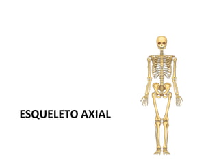ESQUELETO AXIAL
 
