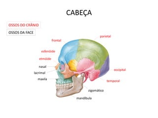 CABEÇA
OSSOS DO CRÂNIO
OSSOS DA FACE
                                                       parietal
                             frontal


                     esfenóide

                   etmóide

                   nasal
                                                                  occipital
                lacrimal
                  maxila
                                                             temporal

                                                zigomático

                                         mandíbula
 