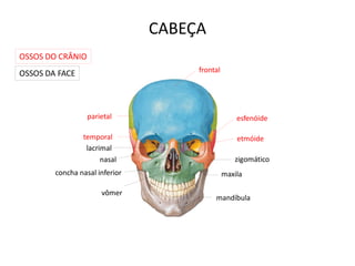 CABEÇA
OSSOS DO CRÂNIO
OSSOS DA FACE                        frontal




                  parietal                         esfenóide

                temporal                           etmóide
                 lacrimal
                      nasal                       zigomático
        concha nasal inferior                  maxila

                      vômer
                                          mandíbula
 