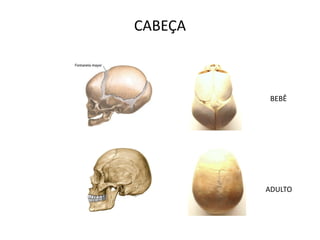 CABEÇA



          BEBÊ




         ADULTO
 