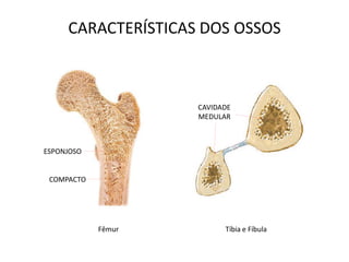 CARACTERÍSTICAS DOS OSSOS



                    CAVIDADE
                    MEDULAR



ESPONJOSO


 COMPACTO




            Fêmur         Tíbia e Fíbula
 