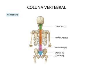 COLUNA VERTEBRAL
VÉRTEBRAS




                       CERVICAIS (7)




                       TORÁCICAS (12)



                       LOMBARES (5)

                       SACRAL (5)
                       CÓCCIX (4)
 