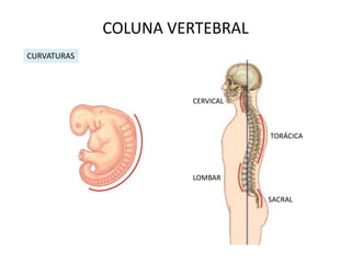 COLUNA VERTEBRAL
CURVATURAS




                      CERVICAL



                                 TORÁCICA




                      LOMBAR

                                 SACRAL
 