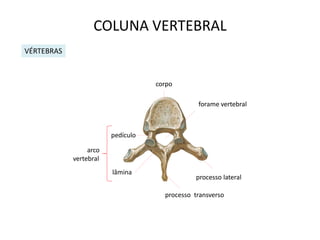 COLUNA VERTEBRAL
VÉRTEBRAS



                                   corpo

                                               forame vertebral



                        pedículo

                 arco
            vertebral
                        lâmina
                                              processo lateral

                                     processo transverso
 