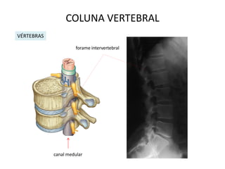 COLUNA VERTEBRAL
VÉRTEBRAS

                      forame intervertebral




            canal medular
 