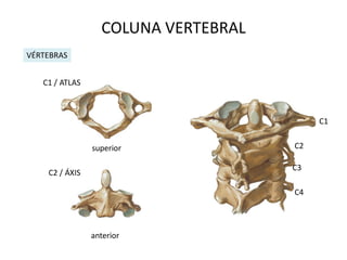 COLUNA VERTEBRAL
VÉRTEBRAS


   C1 / ATLAS



                                          C1


                superior             C2

                                     C3
    C2 / ÁXIS

                                     C4



                anterior
 