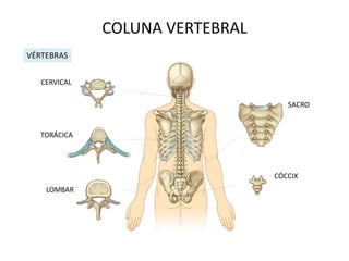 COLUNA VERTEBRAL
VÉRTEBRAS


   CERVICAL

                                    SACRO


   TORÁCICA




                                 CÓCCIX
    LOMBAR
 