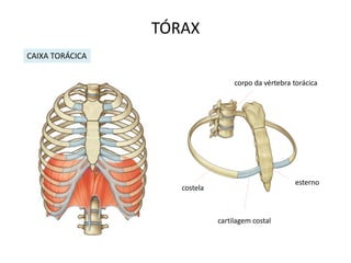 TÓRAX
CAIXA TORÁCICA


                                   corpo da vértebra torácica




                                                      esterno
                    costela



                              cartilagem costal
 