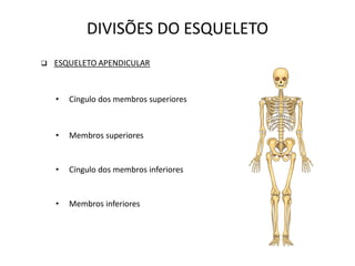 DIVISÕES DO ESQUELETO
   ESQUELETO APENDICULAR



    •   Cíngulo dos membros superiores



    •   Membros superiores


    •   Cíngulo dos membros inferiores


    •   Membros inferiores
 