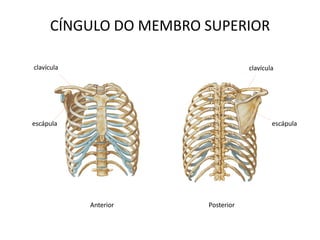 CÍNGULO DO MEMBRO SUPERIOR

clavícula                          clavícula




escápula                                   escápula




            Anterior   Posterior
 