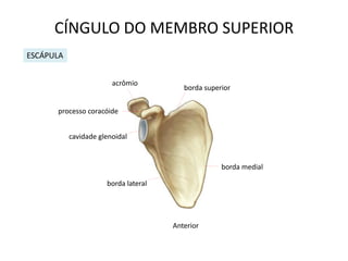 CÍNGULO DO MEMBRO SUPERIOR
ESCÁPULA


                        acrômio
                                         borda superior


      processo coracóide


           cavidade glenoidal


                                                    borda medial

                      borda lateral




                                      Anterior
 