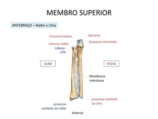 MEMBRO SUPERIOR
ANTEBRAÇO – Rádio e Ulna

                     incisura troclear            olécrano
                                                  processo coronóide
                     incisura radial
                          cabeça
                             colo


                 ULNA                                          RÁDIO


                                                  Membrana
                                                  interóssea




                                                    processo estilóide
                         processo                   da ulna
                estilóide do rádio
                                       Anterior
 