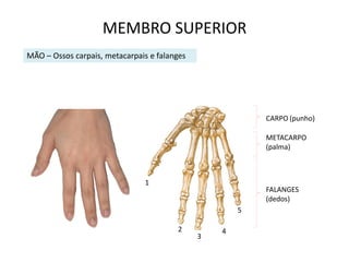 MEMBRO SUPERIOR
MÃO – Ossos carpais, metacarpais e falanges




                                                          CARPO (punho)

                                                          METACARPO
                                                          (palma)



                                1
                                                          FALANGES
                                                          (dedos)
                                                      5

                                        2         4
                                              3
 