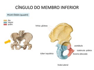 CÍNGULO DO MEMBRO INFERIOR
PELVE ÓSSEA (quadril)

ílio
isquio
pubis
                        linhas glúteas




                                                                 acetábulo

                                                                    tubérculo púbico
                             túber isquiático                   forame obturado




                                                Visão Lateral
 