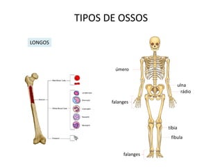 TIPOS DE OSSOS

LONGOS



                 úmero


                                        ulna
                                          rádio

                falanges




                                tíbia
                                 fíbula


                     falanges
 