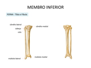 MEMBRO INFERIOR
PERNA - Tíbia e Fíbula



   côndilo lateral
                             côndilo medial
         cabeça
             colo




                            maléolo medial
 maléolo lateral
 