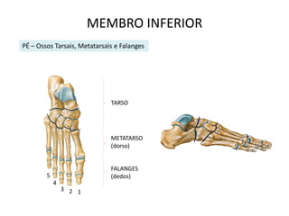 MEMBRO INFERIOR
PÉ – Ossos Tarsais, Metatarsais e Falanges




                              TARSO




                              METATARSO
                              (dorso)


                              FALANGES
        5                     (dedos)
            4
                3 2 1
 