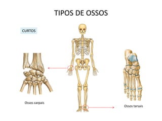 TIPOS DE OSSOS

CURTOS




 Ossos carpais
                                  Ossos tarsais
 