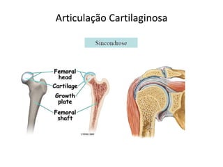 Articulação Cartilaginosa
 