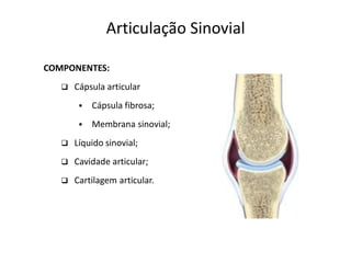 Articulação Sinovial

COMPONENTES:
      Cápsula articular
           Cápsula fibrosa;
           Membrana sinovial;
      Líquido sinovial;
      Cavidade articular;
      Cartilagem articular.
 