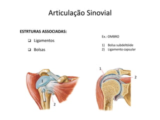 Articulação Sinovial

ESTRTURAS ASSOCIADAS:
                                    Ex.: OMBRO
      Ligamentos
                                    1) Bolsa subdeltóide
      Bolsas                       2) Ligamento capsular




                                1

                                                        2
          1




                 2
 
